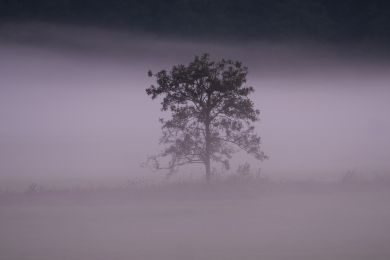 Dr. Heinz Müller: Baum im November